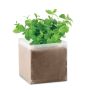 Compostado semillas Menta