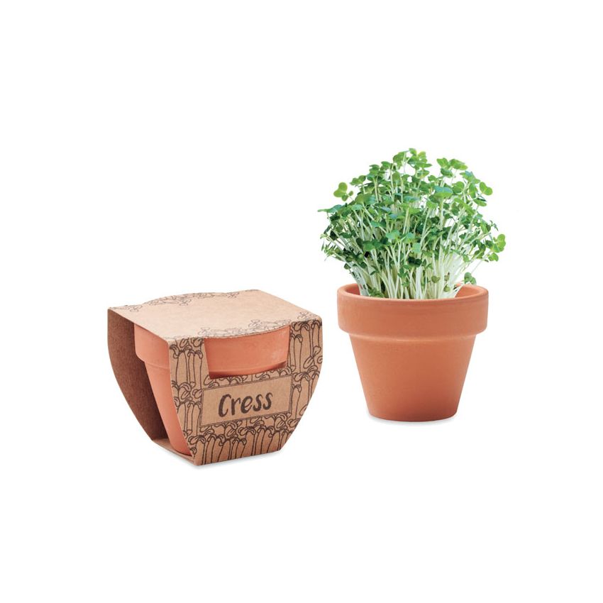 Semillas de berro en maceta