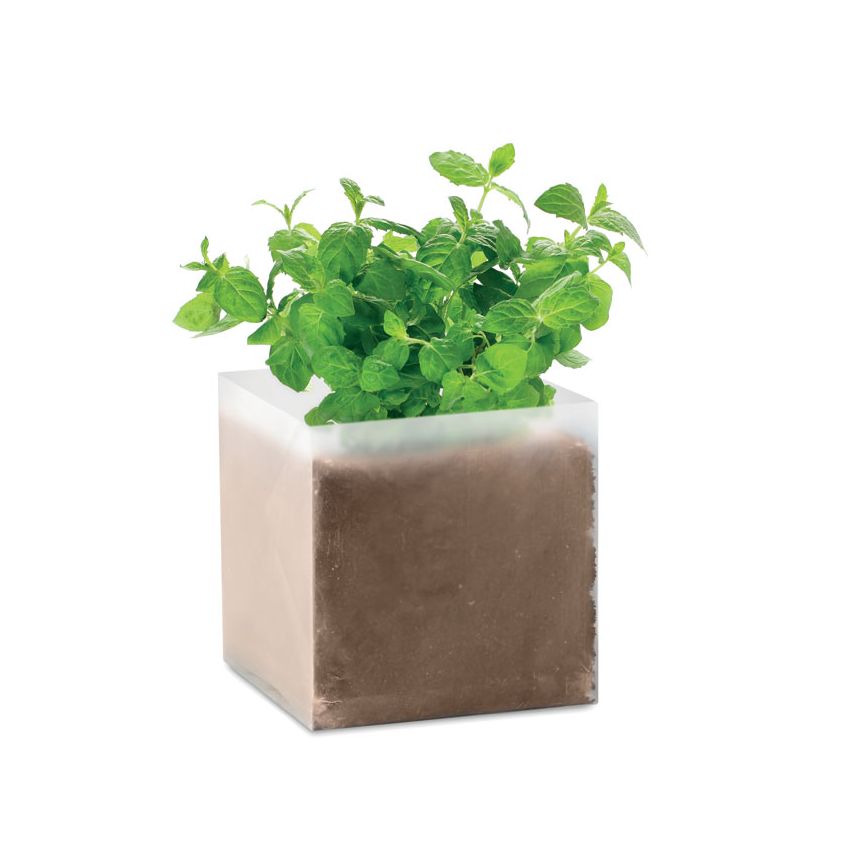Compostado semillas Menta