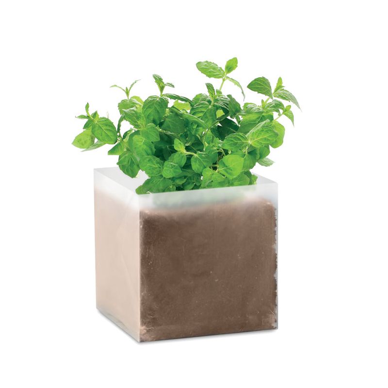 Compostado semillas Menta